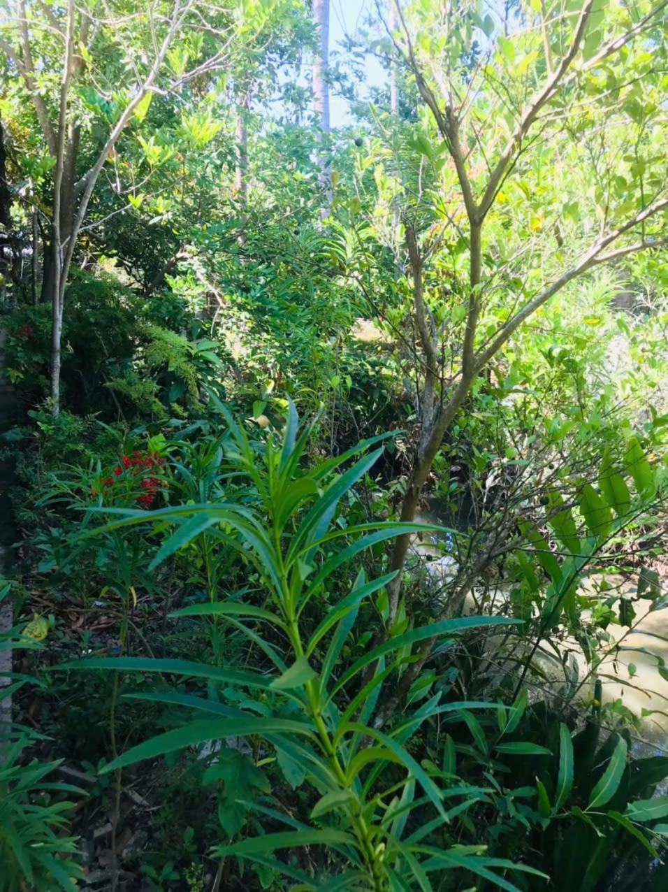 Ba Danh Homestay & Kitchen - Ben Tre Mekong Екстер'єр фото